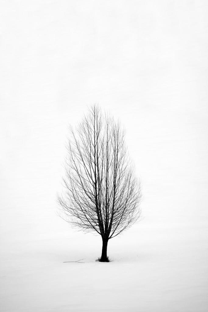 albero-y