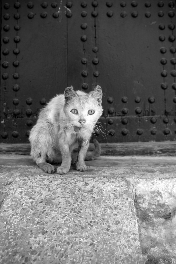 cat-in-fes