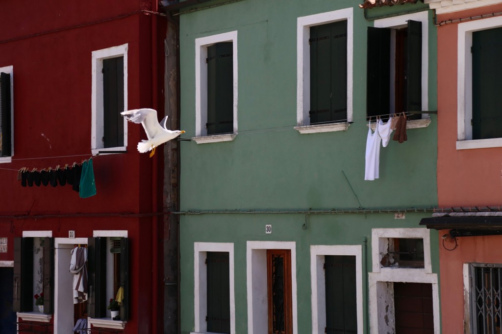 gabbiano-burano