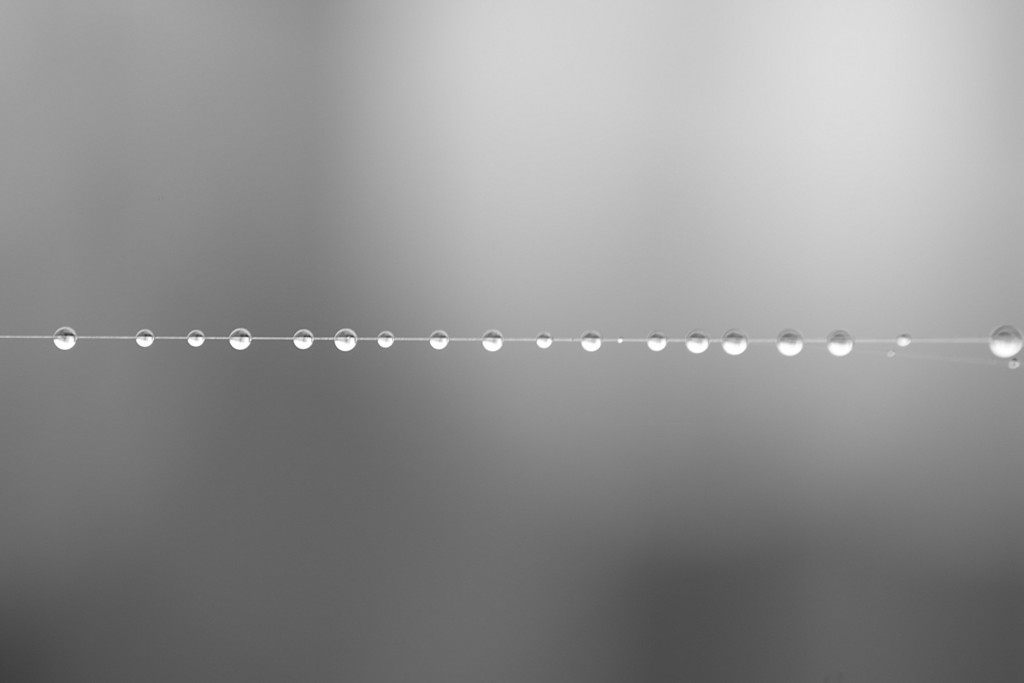 rugiada-1